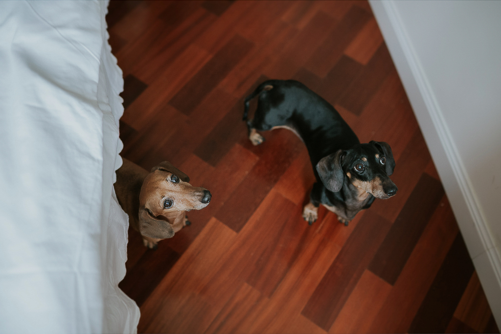 cagnolini partecipano al servizio fotografico di famiglia