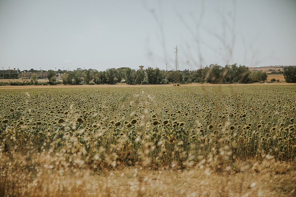campo di girasoli a roma