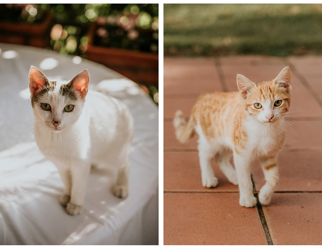 i gatti giocano nel giardino della sposa