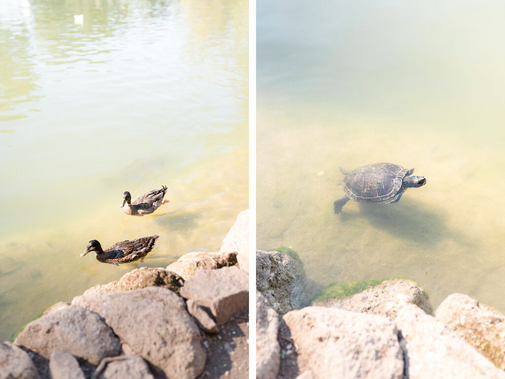 laghetto di villa borghese