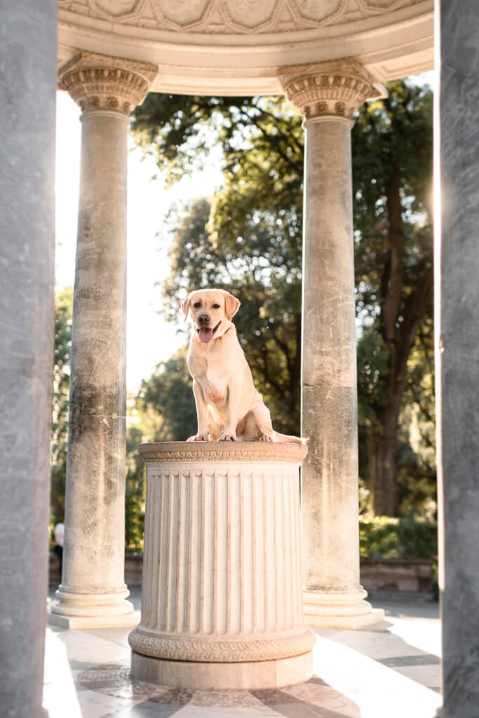 foto cane villa borghese